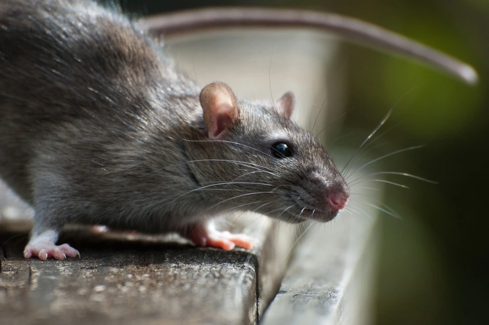 Brown rat looking to the side.